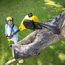 Reliable Dilkon, AZ Tree Services Solutions