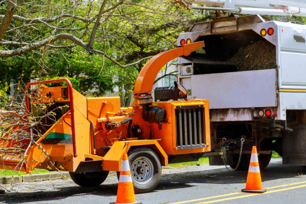  Dilkon, AZ Tree Services Pros